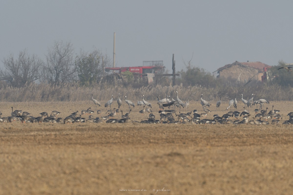 Серый журавль - ML646224911