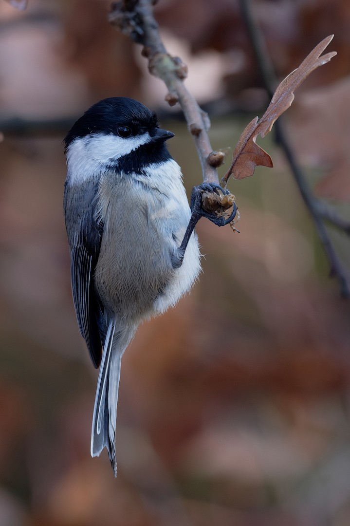 Черношапочная гаичка - ML646224912