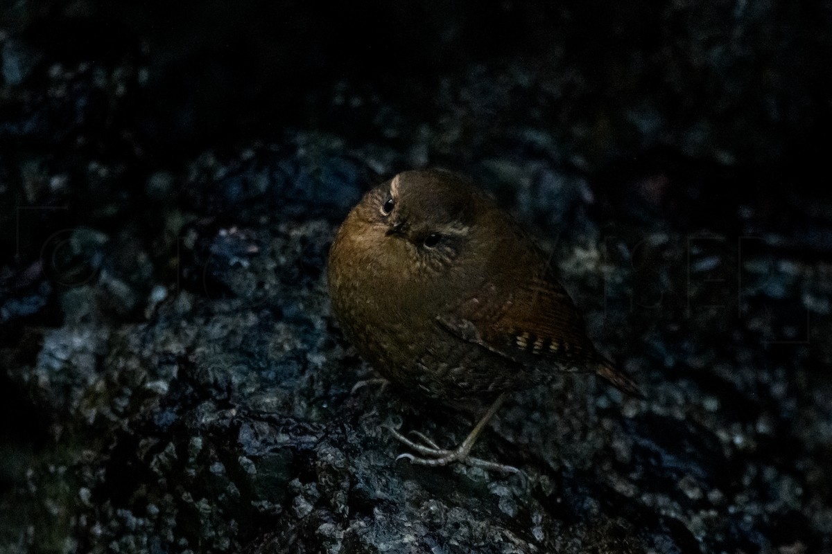 Тихоокеанский крапивник - ML646224914