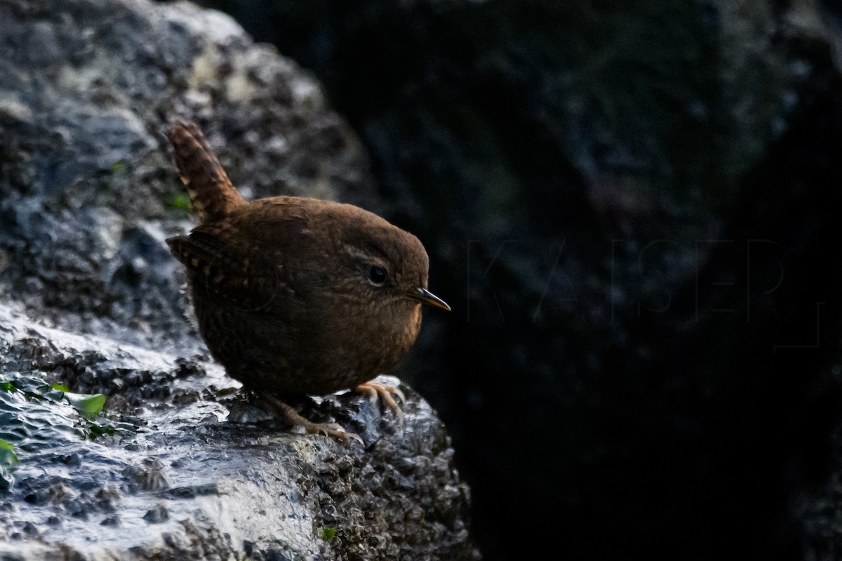 Тихоокеанский крапивник - ML646224915