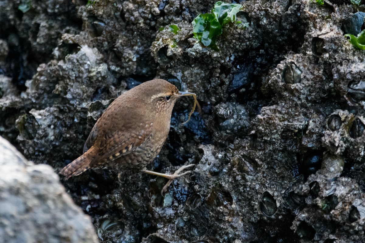 Тихоокеанский крапивник - ML646224916