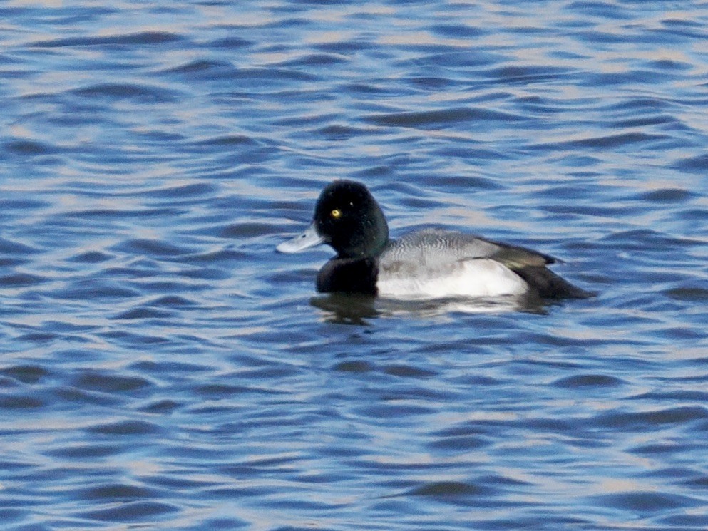 Малая морская чернеть - ML646224917