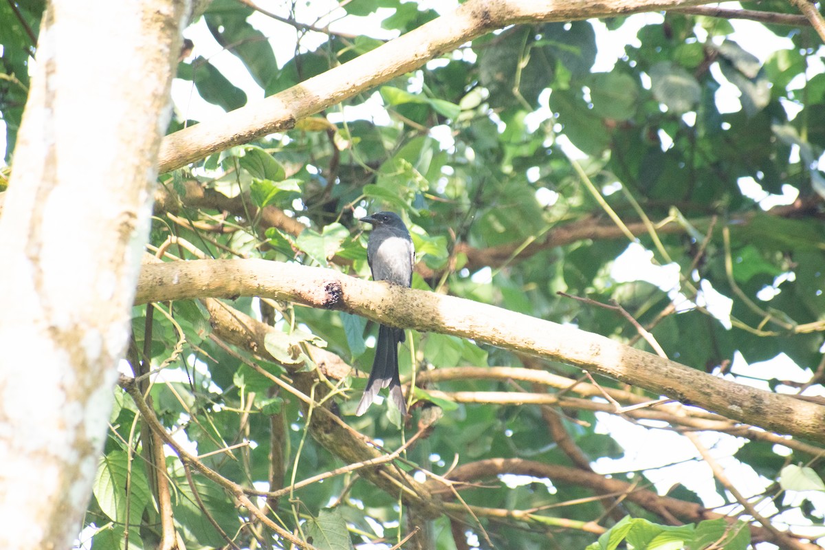 Черный дронго - ML646224918