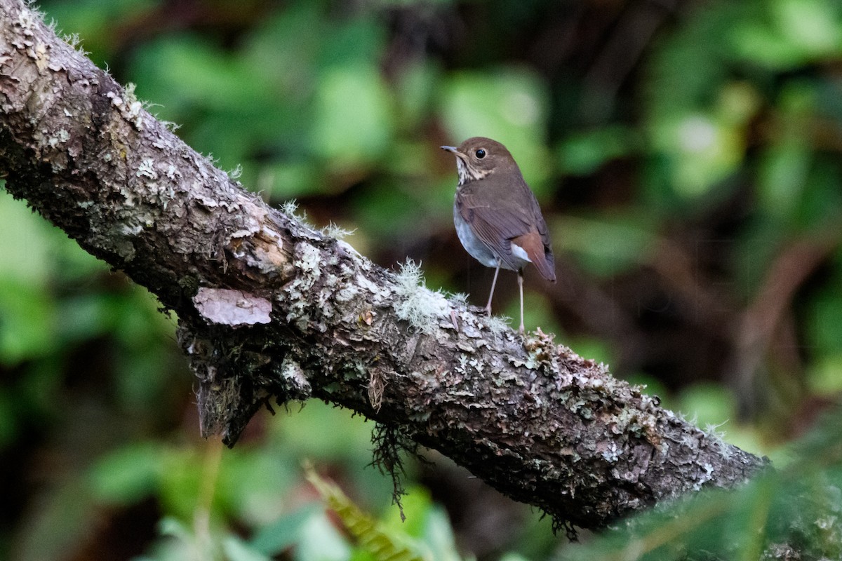 Дрозд-отшельник - ML646224924