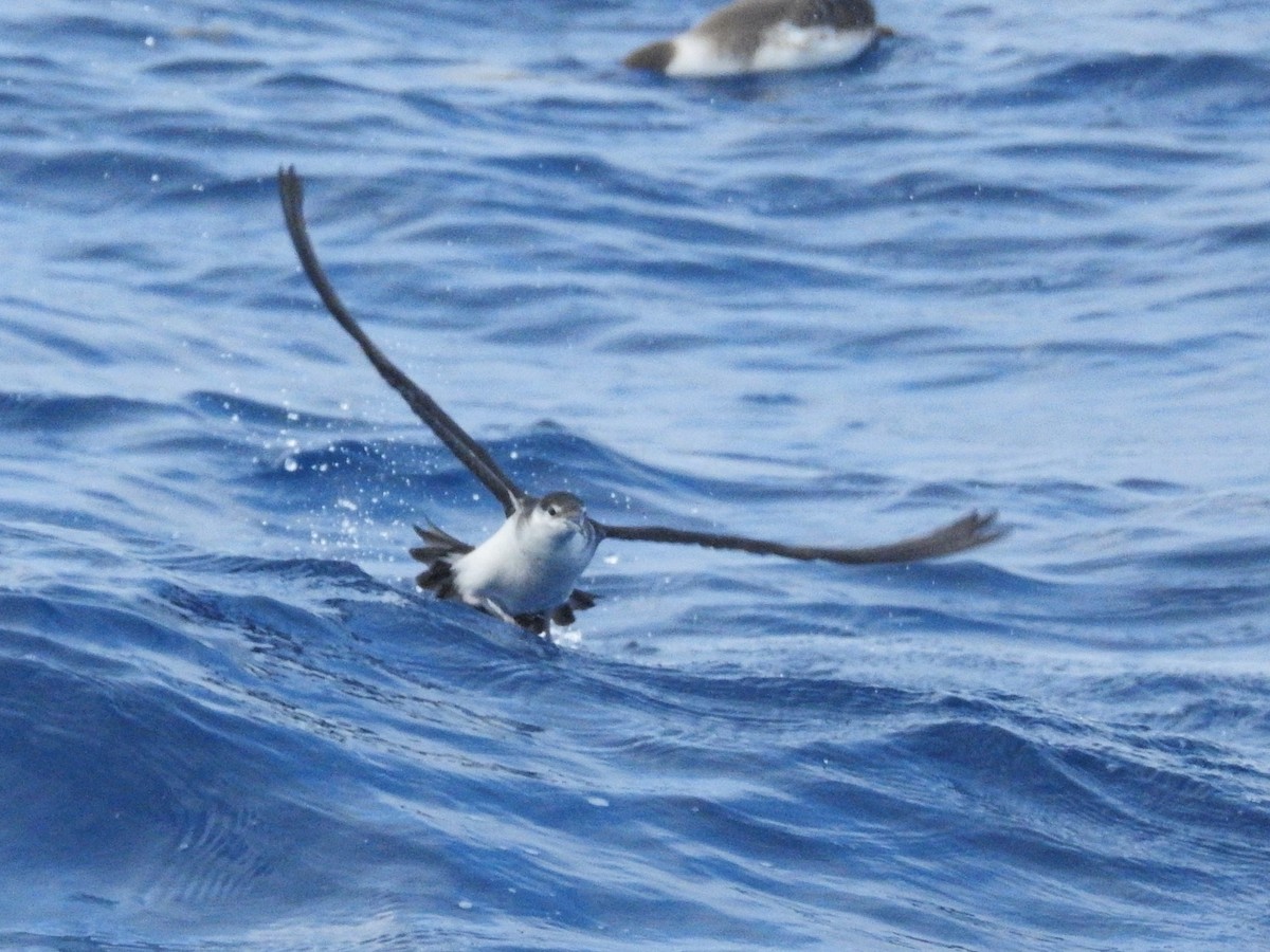 Темноспинный буревестник - ML646224927