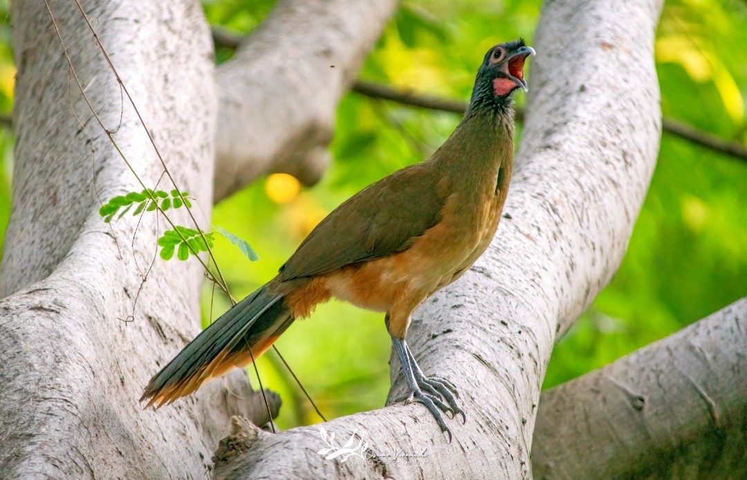 Рыжебрюхая чачалака - ML646224928