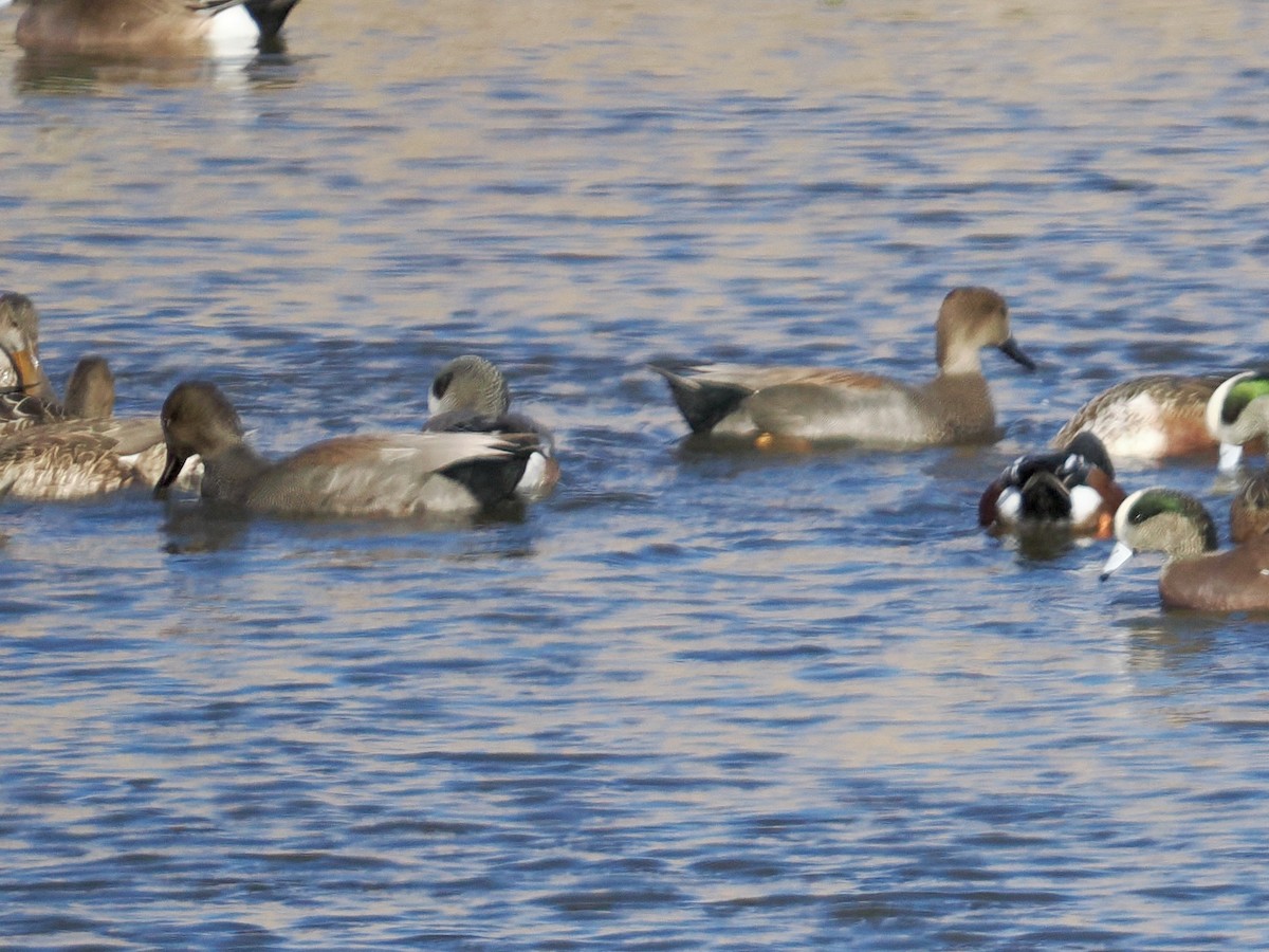 Серая утка - ML646224929