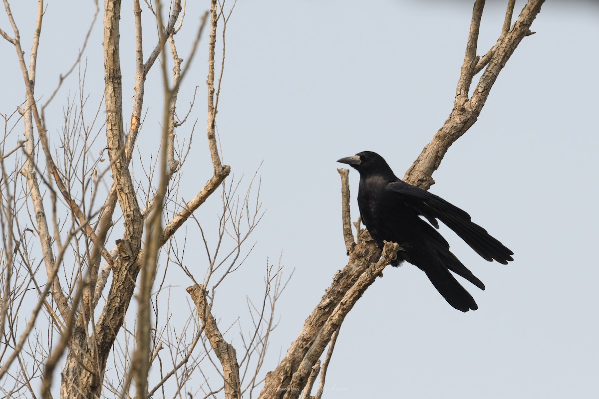 Грач - ML646224930