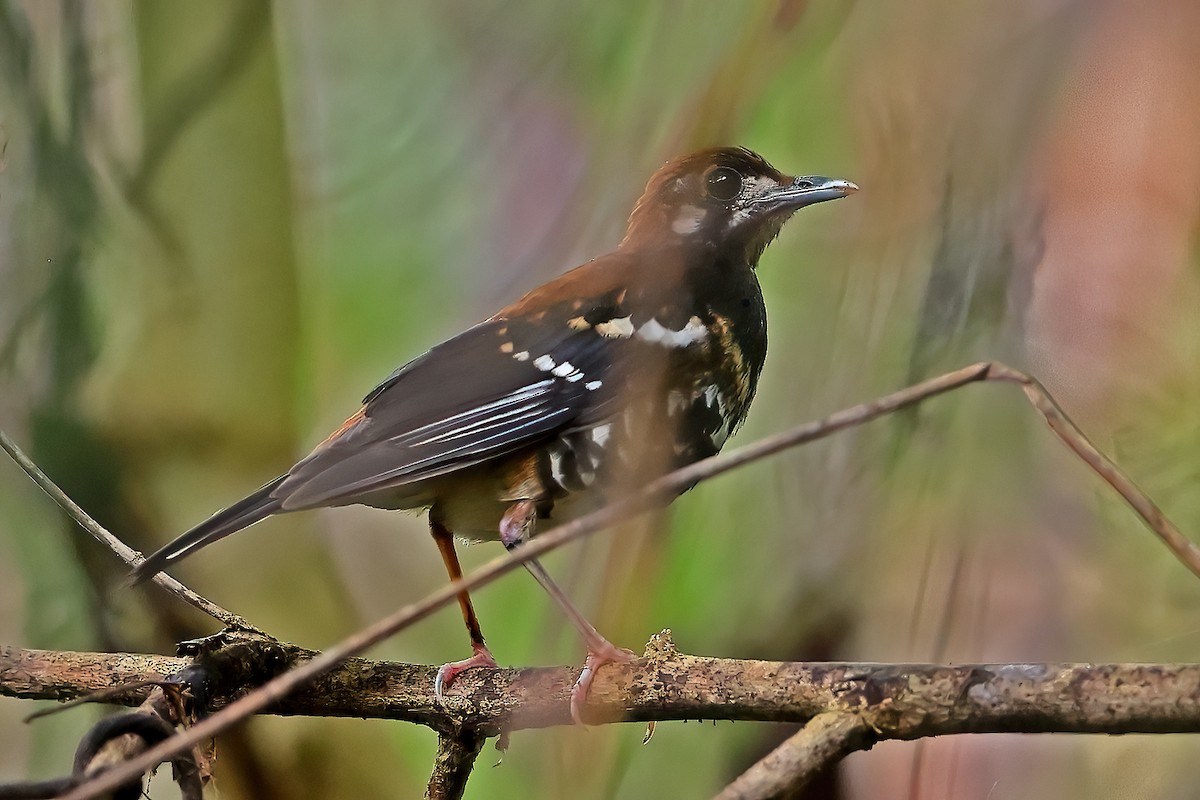 Rusty-backed Thrush - ML646224931