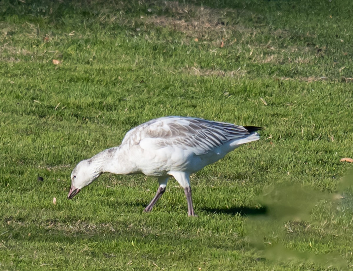 Белый гусь - ML646224935
