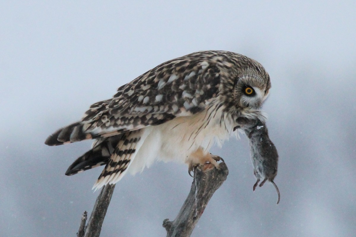 Болотная сова - ML646224936