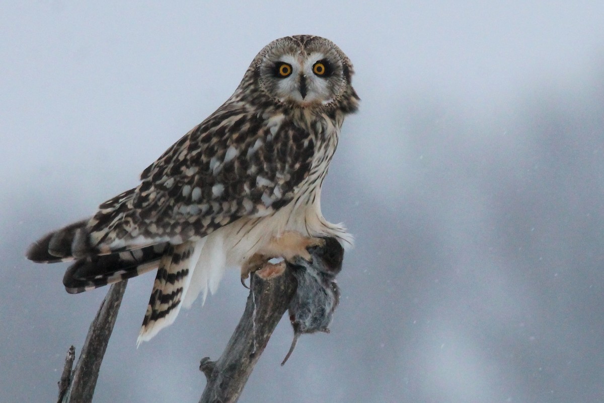 Болотная сова - ML646224937