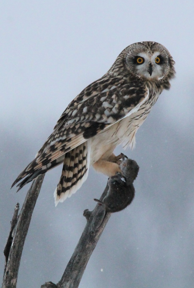 Болотная сова - ML646224938