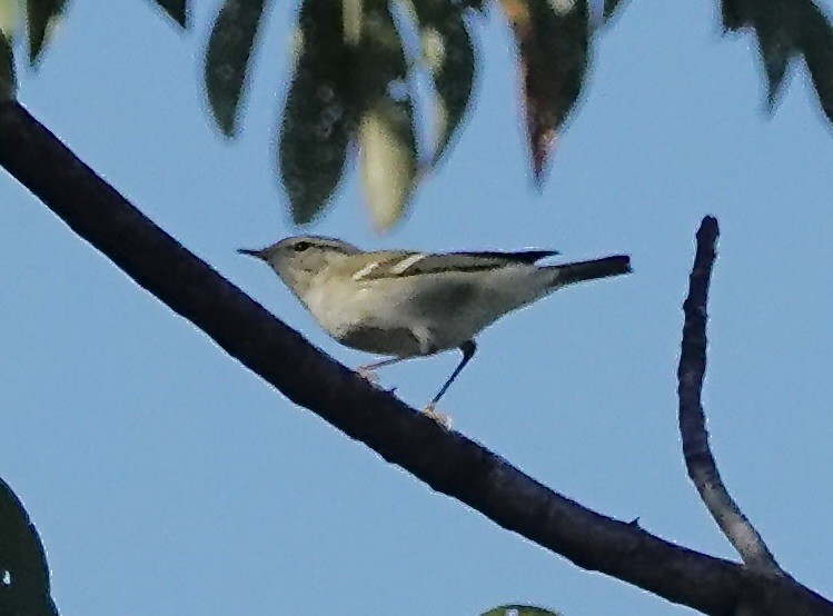 Двухполосая пеночка - ML646224939