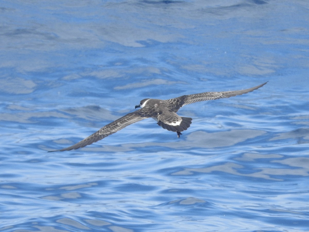 Пестробрюхий буревестник - ML646224940