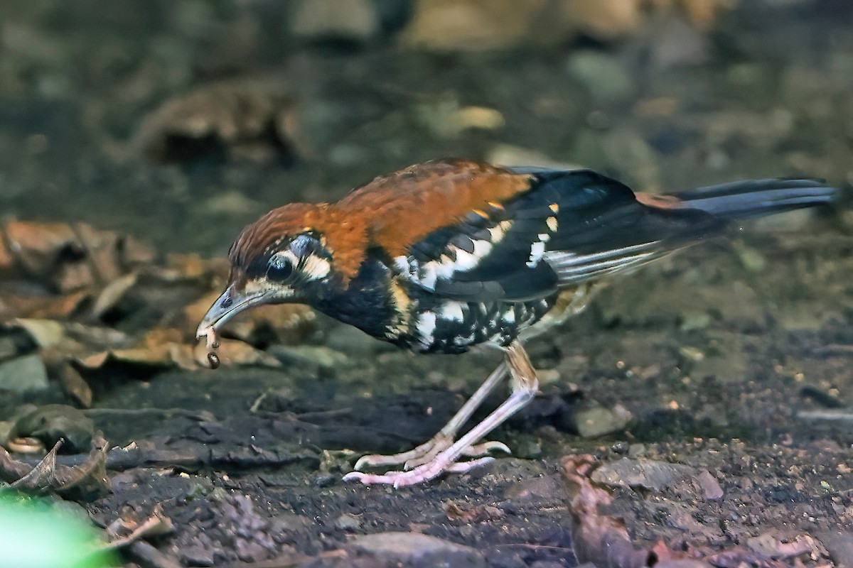 Rusty-backed Thrush - ML646224941