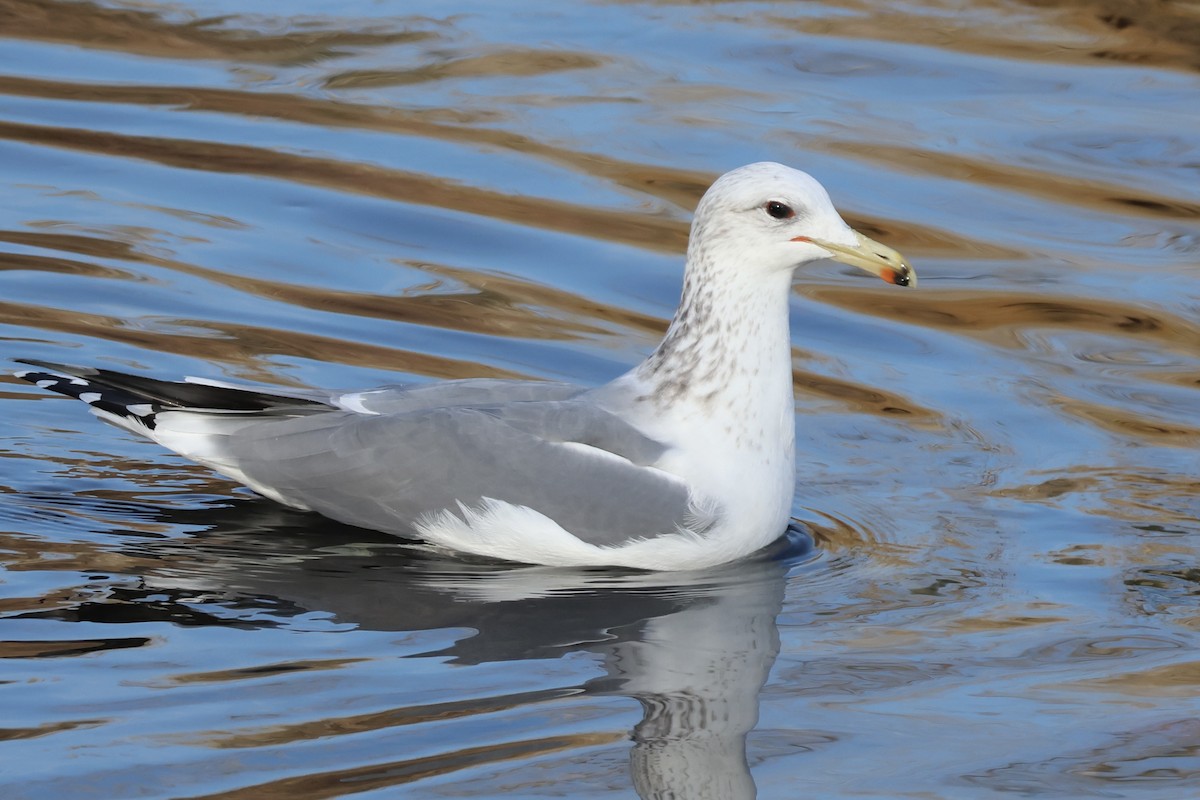 California Gull - ML646224942