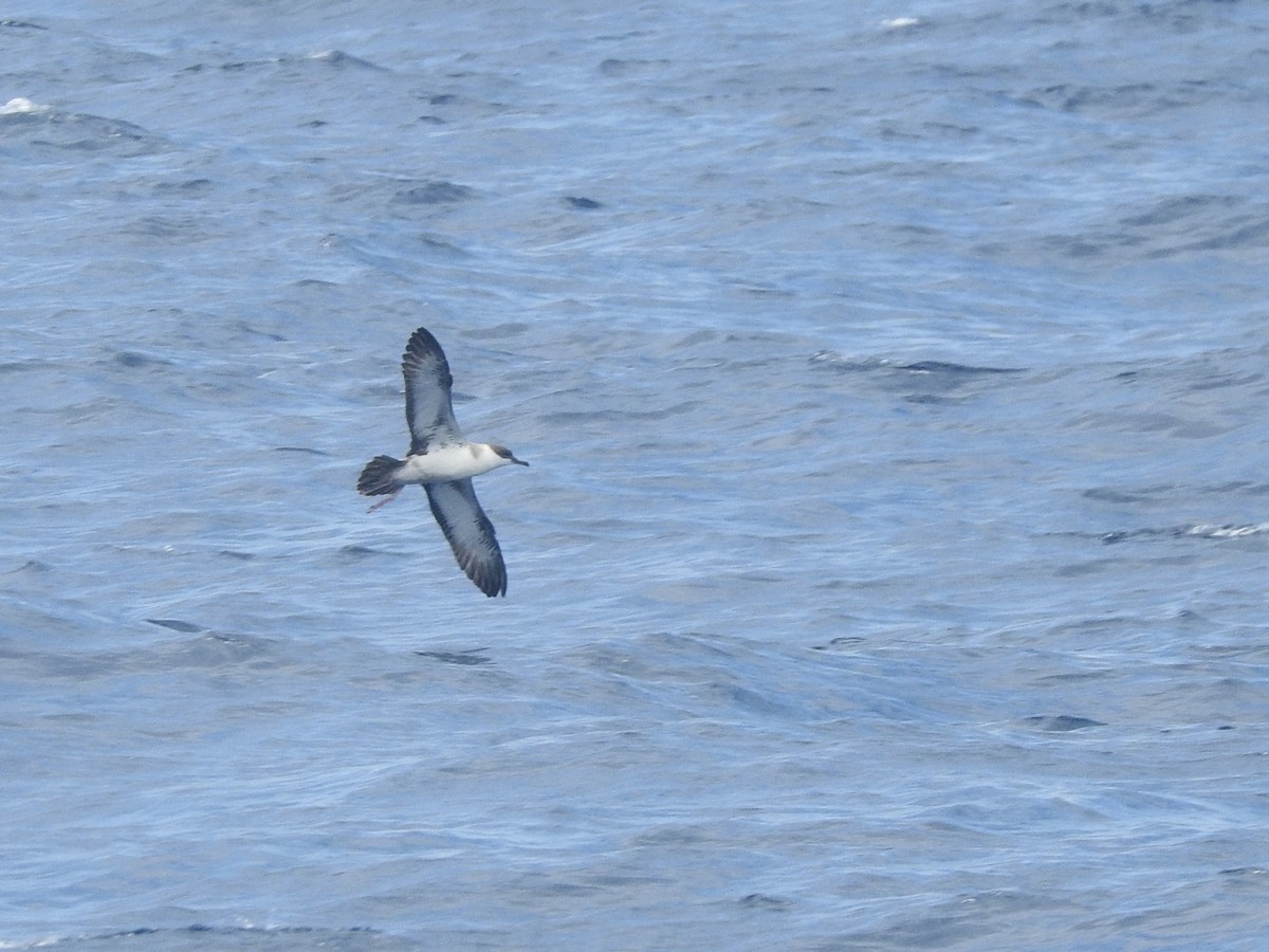 Great Shearwater - ML646224943