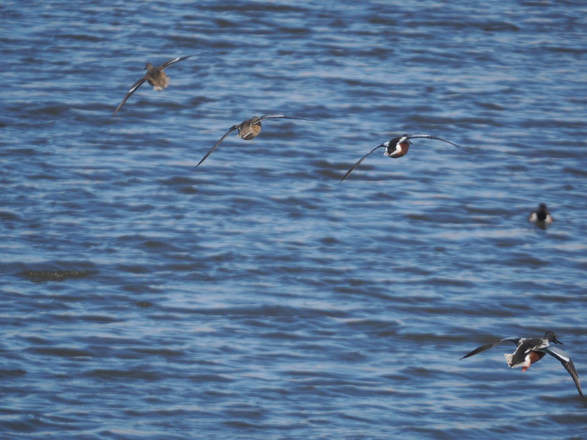 Mestolone - ML646224945