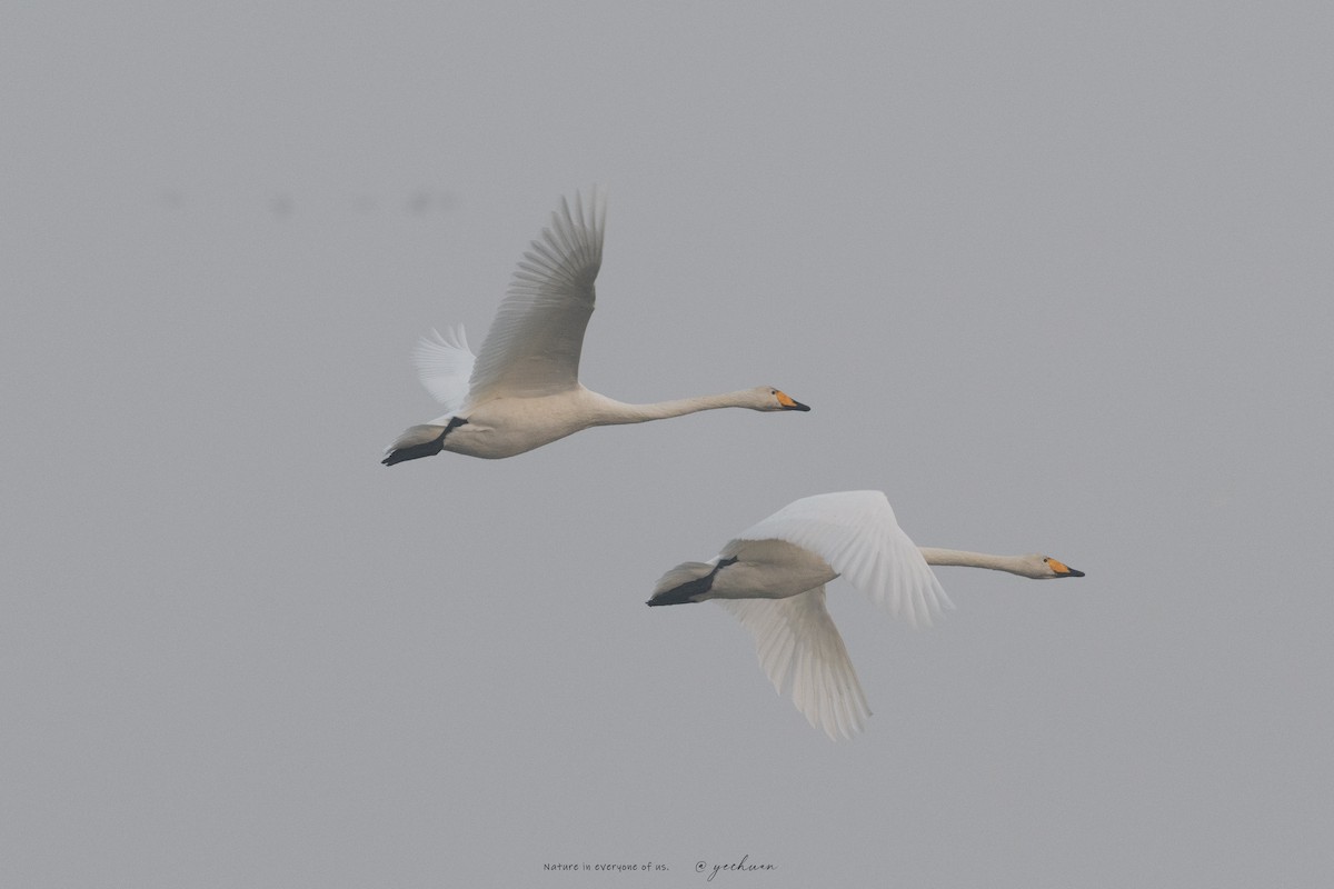 Whooper Swan - ML646224946