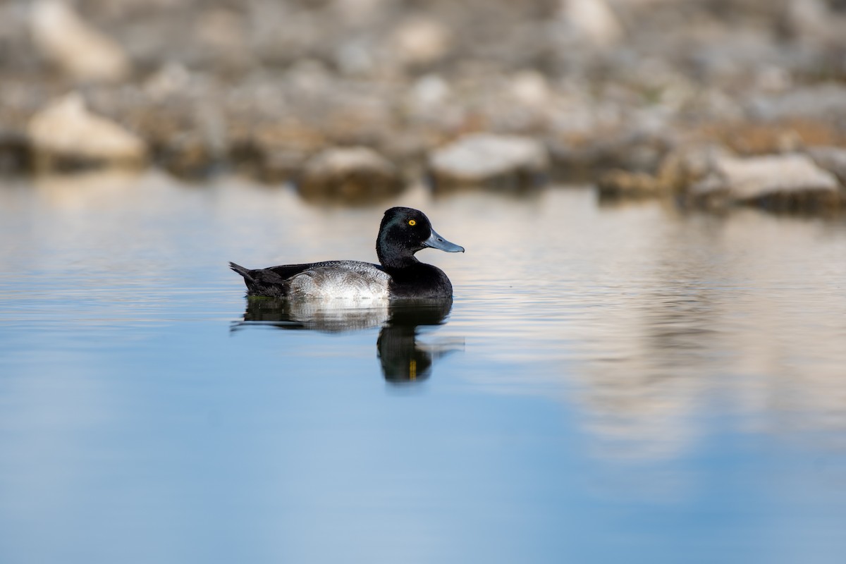 Lesser Scaup - ML646224947