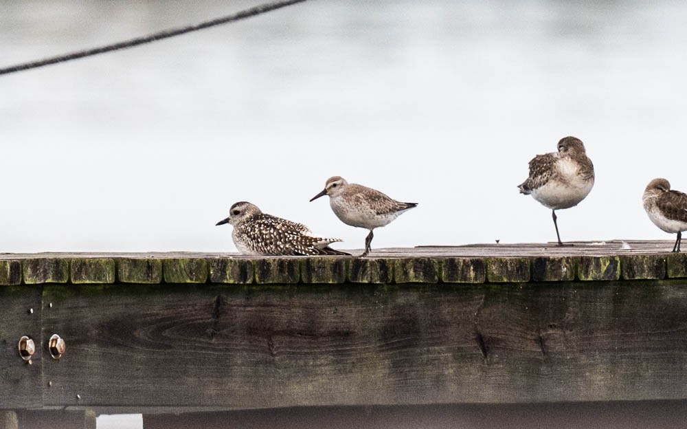 Bécasseau maubèche - ML646224951