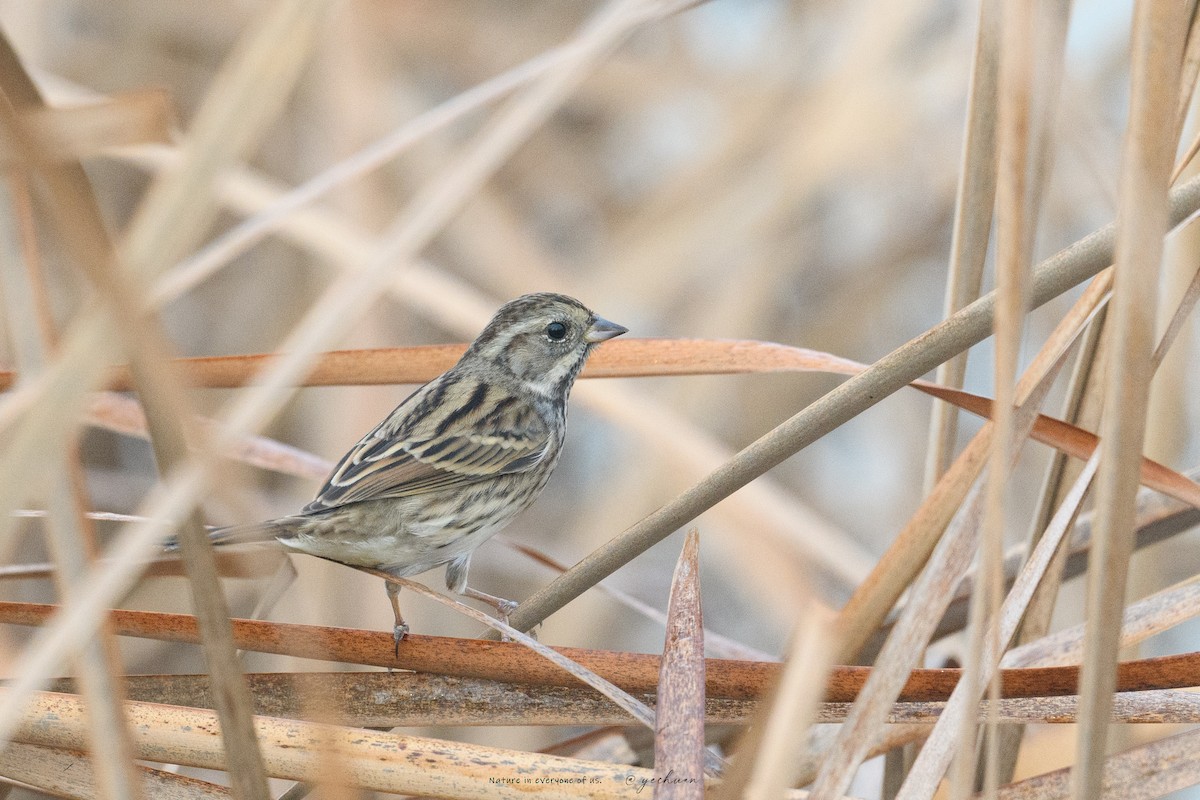 Black-faced Bunting - ML646224952