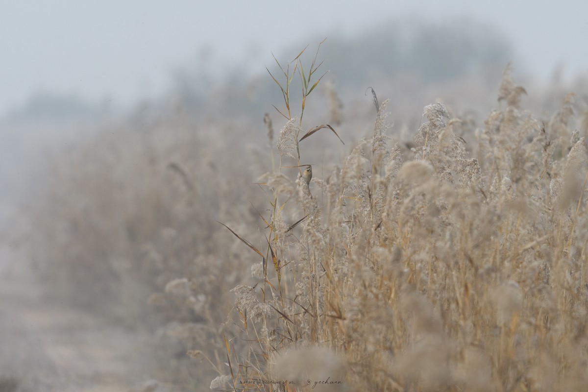 Reed Bunting - ML646224954