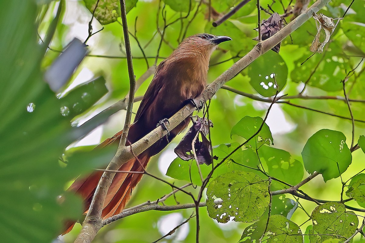 Bay Coucal - ML646224956