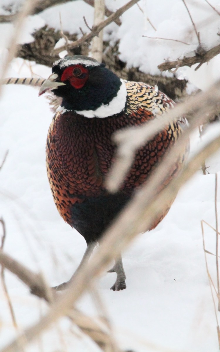 Зэрлэг гургуул - ML646224959