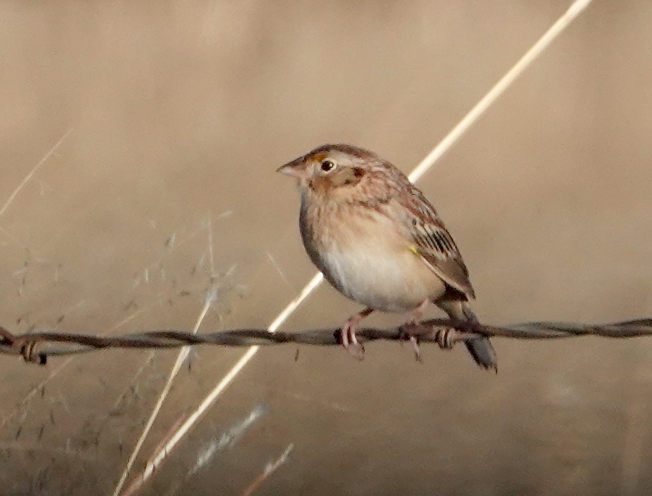Grasshopper Sparrow - ML646224960