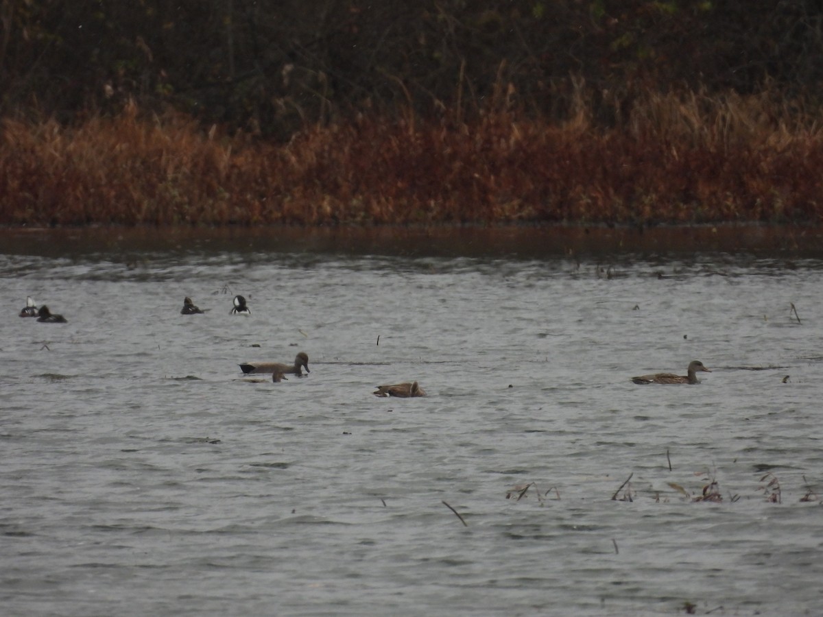 Нерозень - ML646224962