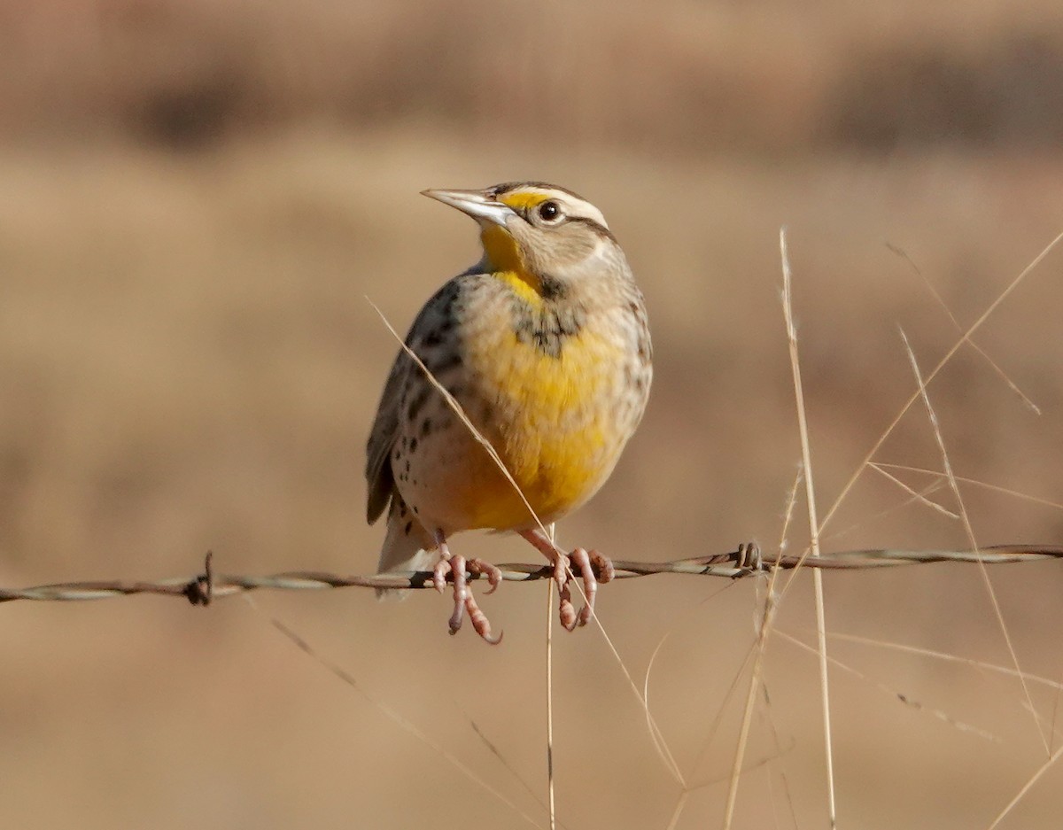 Chihuahuan Meadowlark - ML646224964