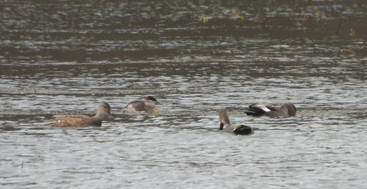 Amerika Dikkuyruğu - ML646224965