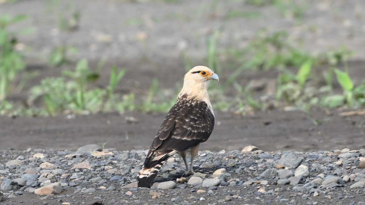 Yellow-headed Caracara - ML646224966