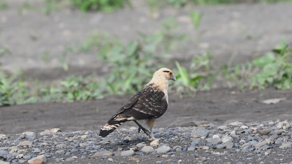 Yellow-headed Caracara - ML646224967