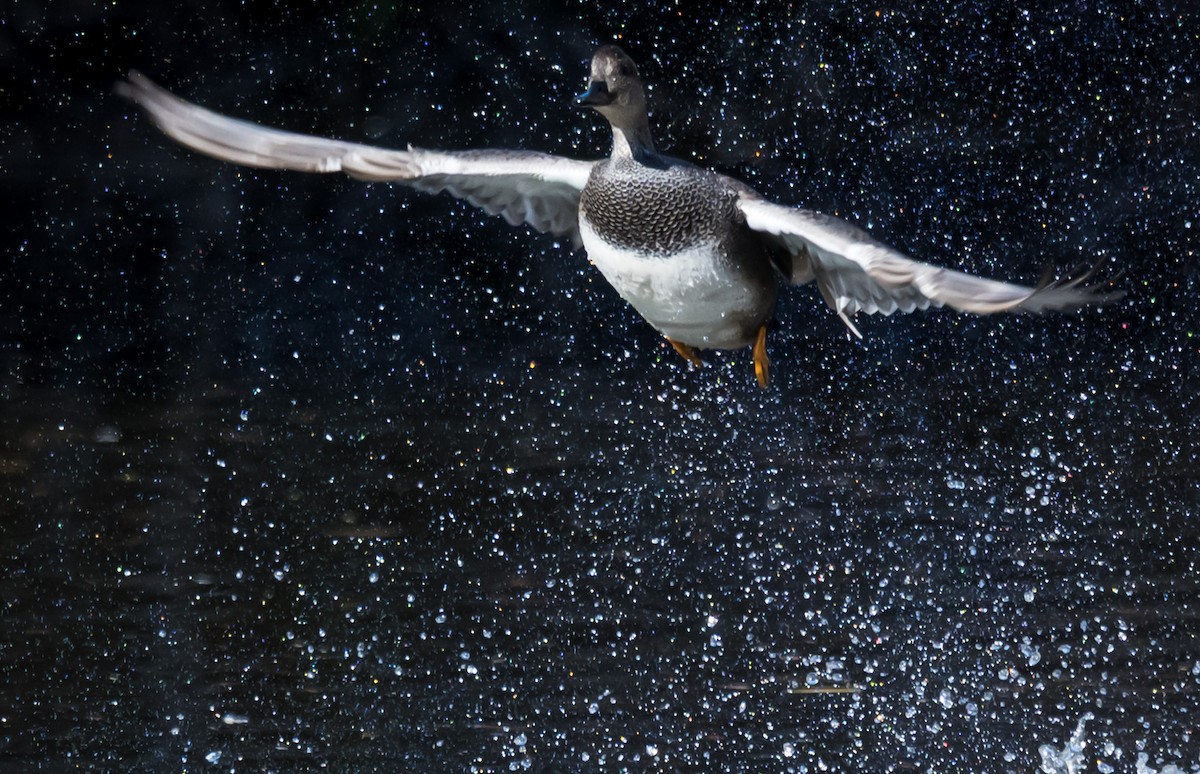 Нерозень - ML646224969