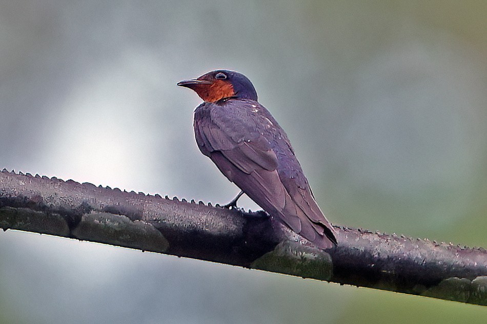 Pacific Swallow - ML646224970