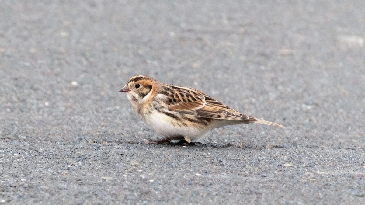 Буулгат хөмрөг - ML646224971