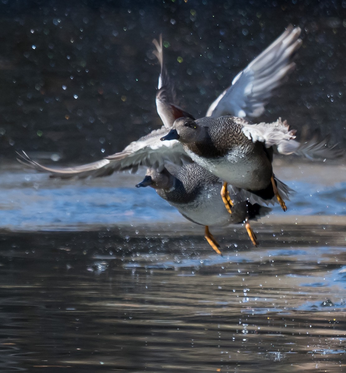 Нерозень - ML646224972