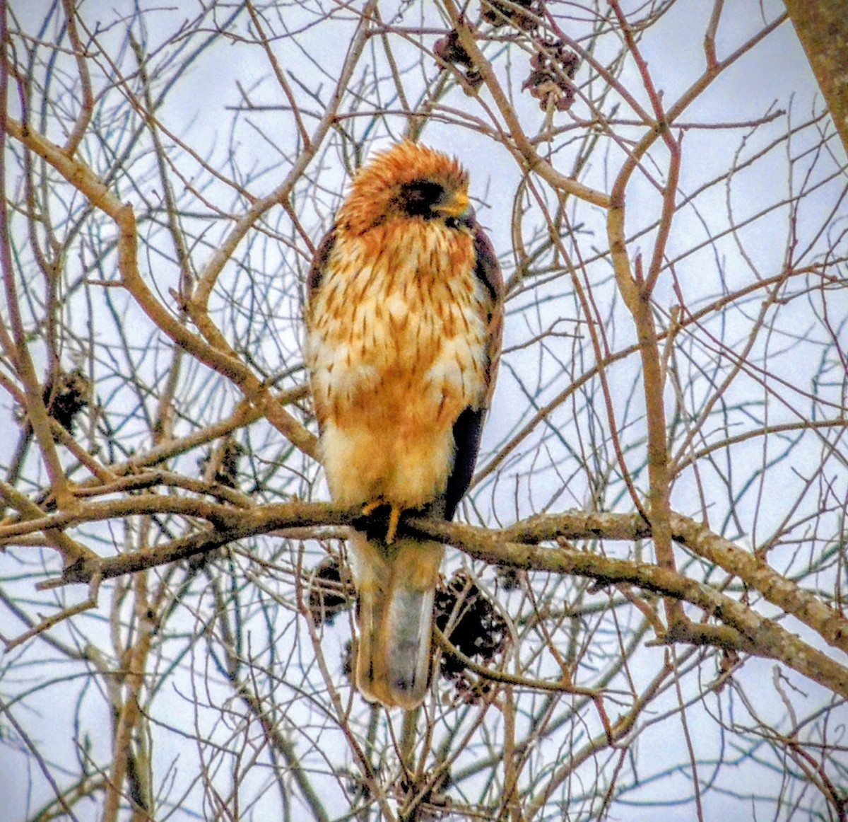 Booted Eagle - ML646224973