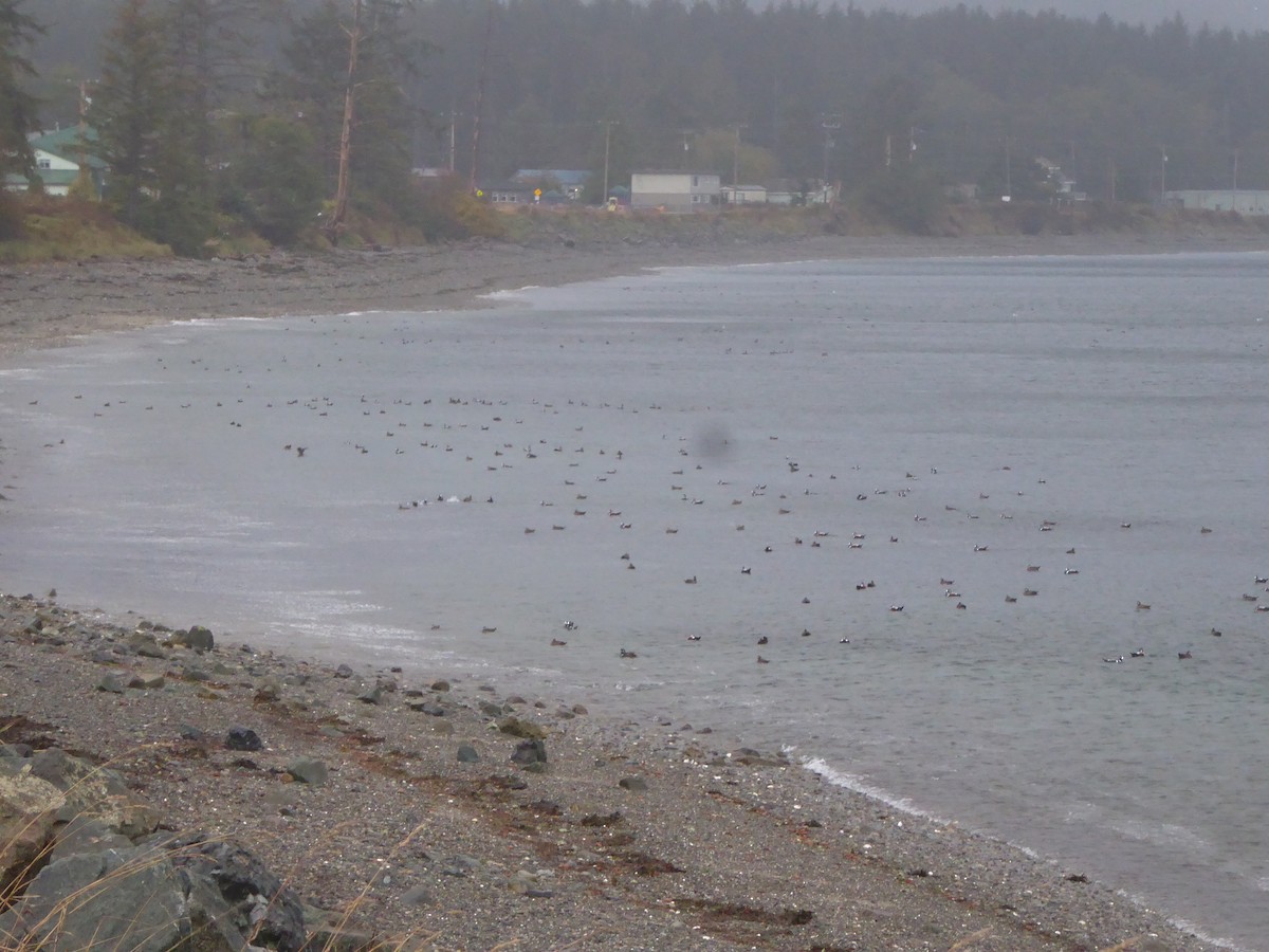 Ahate arlekina - ML646224974