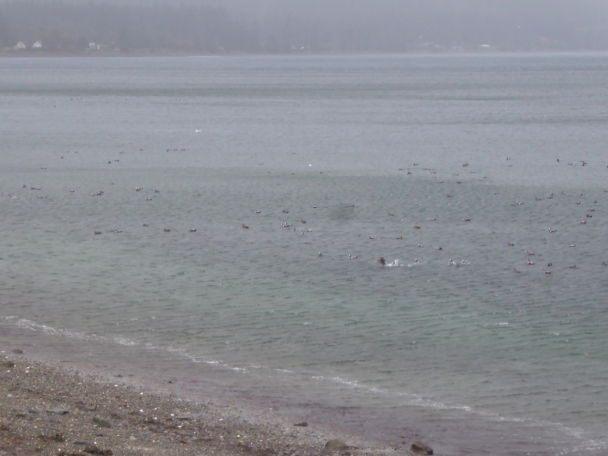 Ahate arlekina - ML646224975