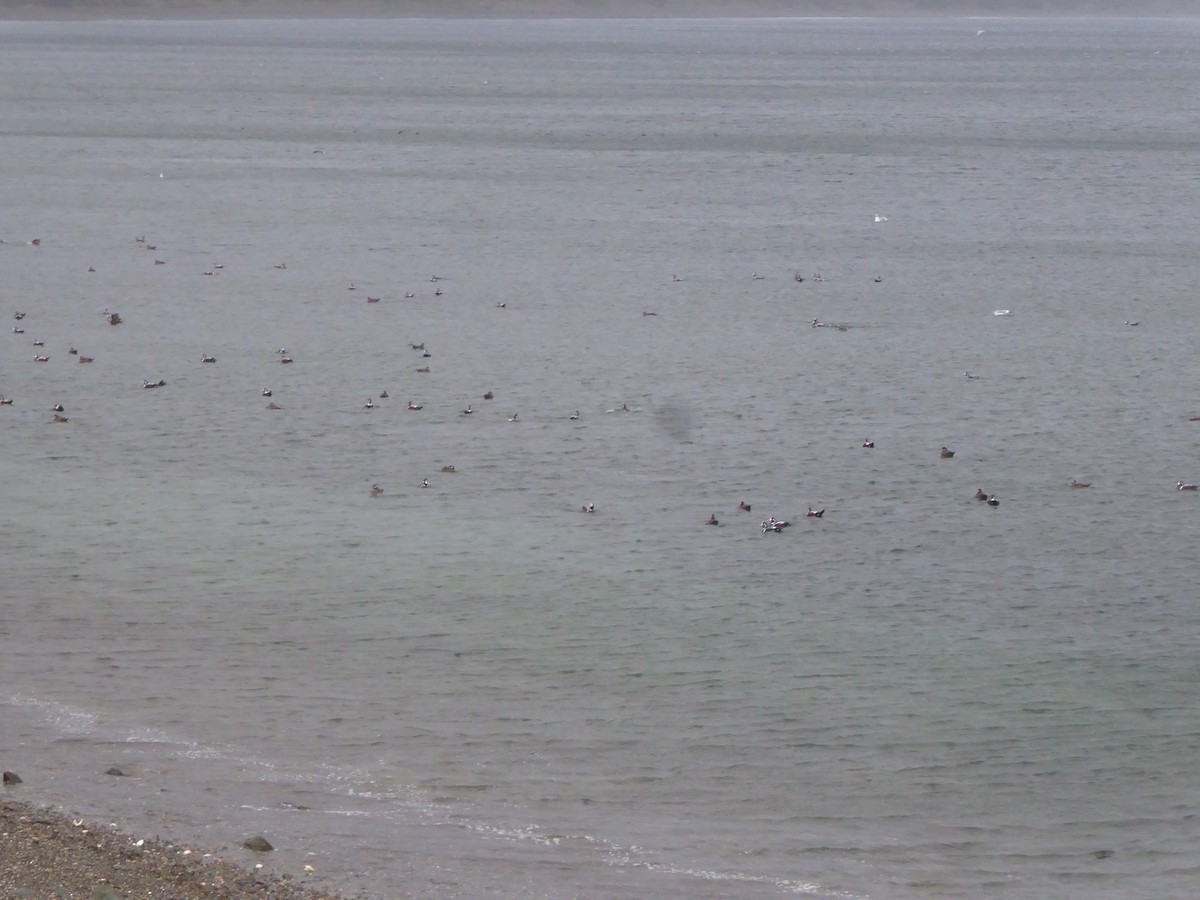 Ahate arlekina - ML646224976