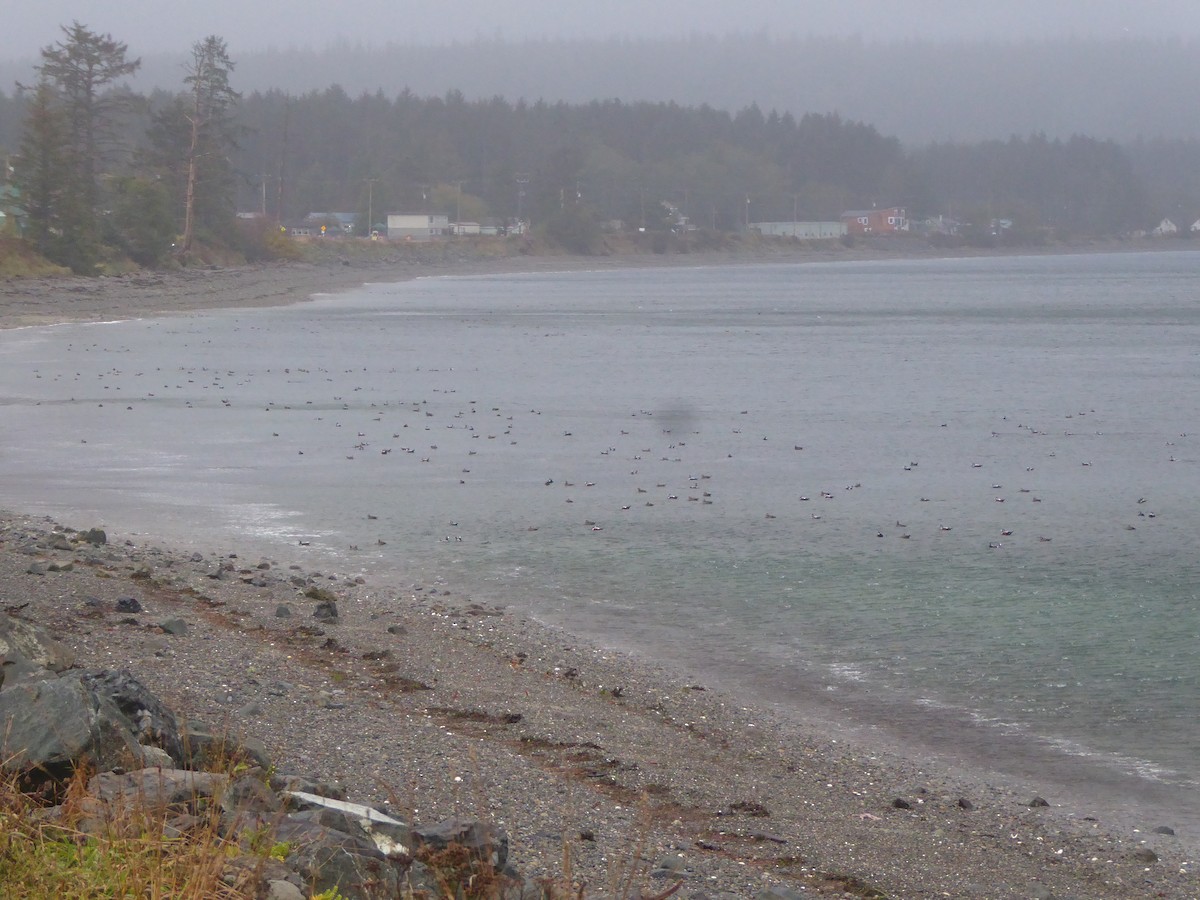 Ahate arlekina - ML646224977