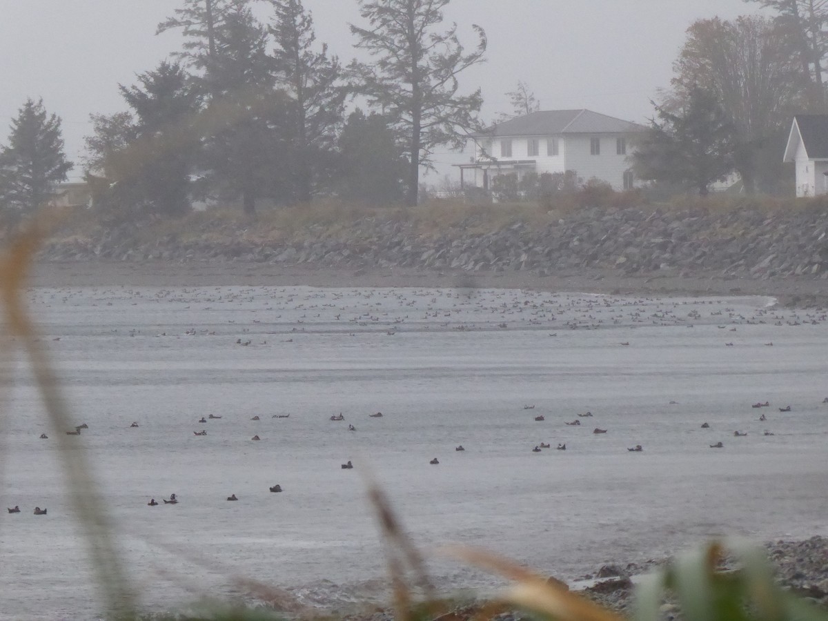 Ahate arlekina - ML646224978