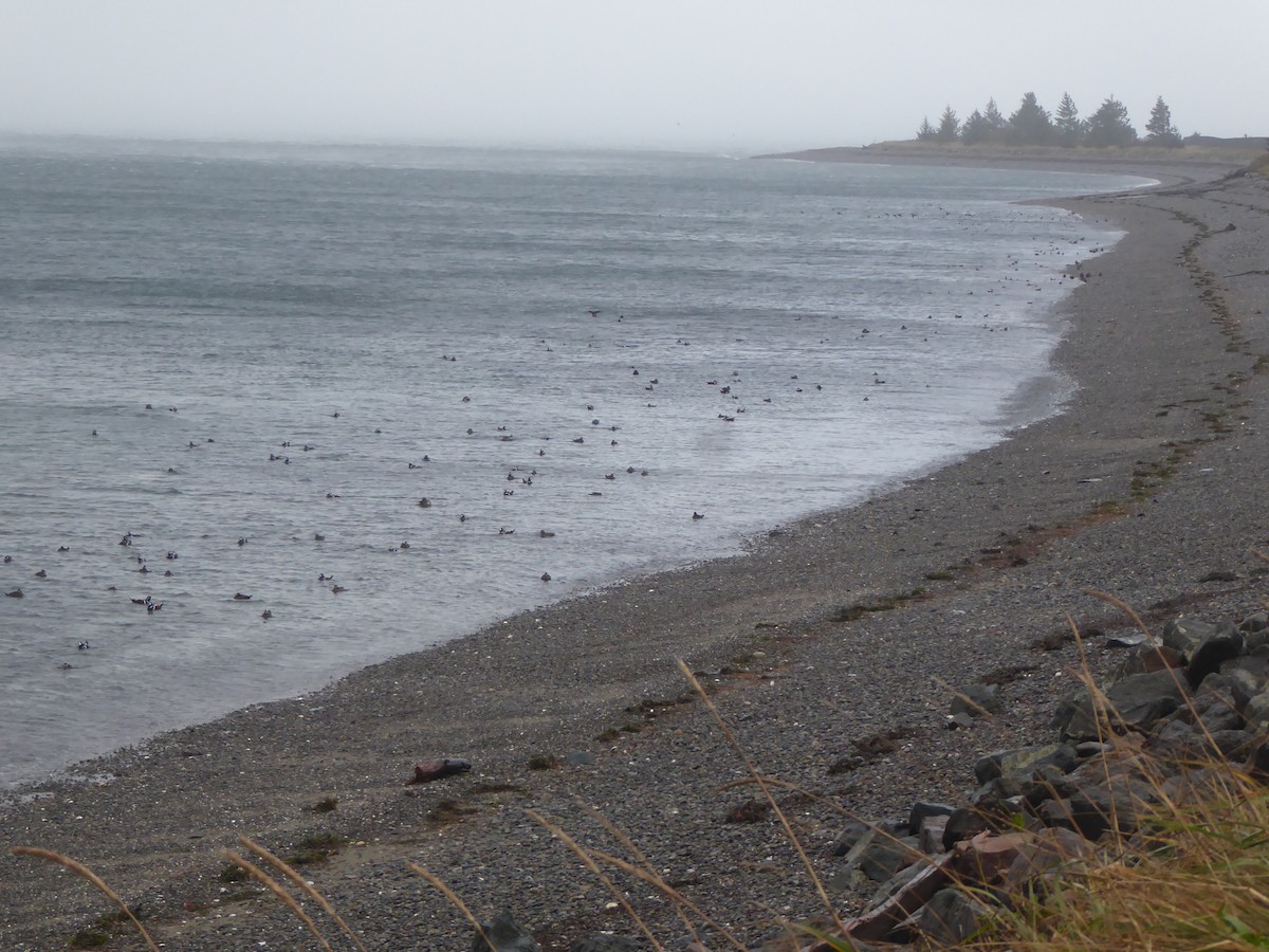 Ahate arlekina - ML646224979