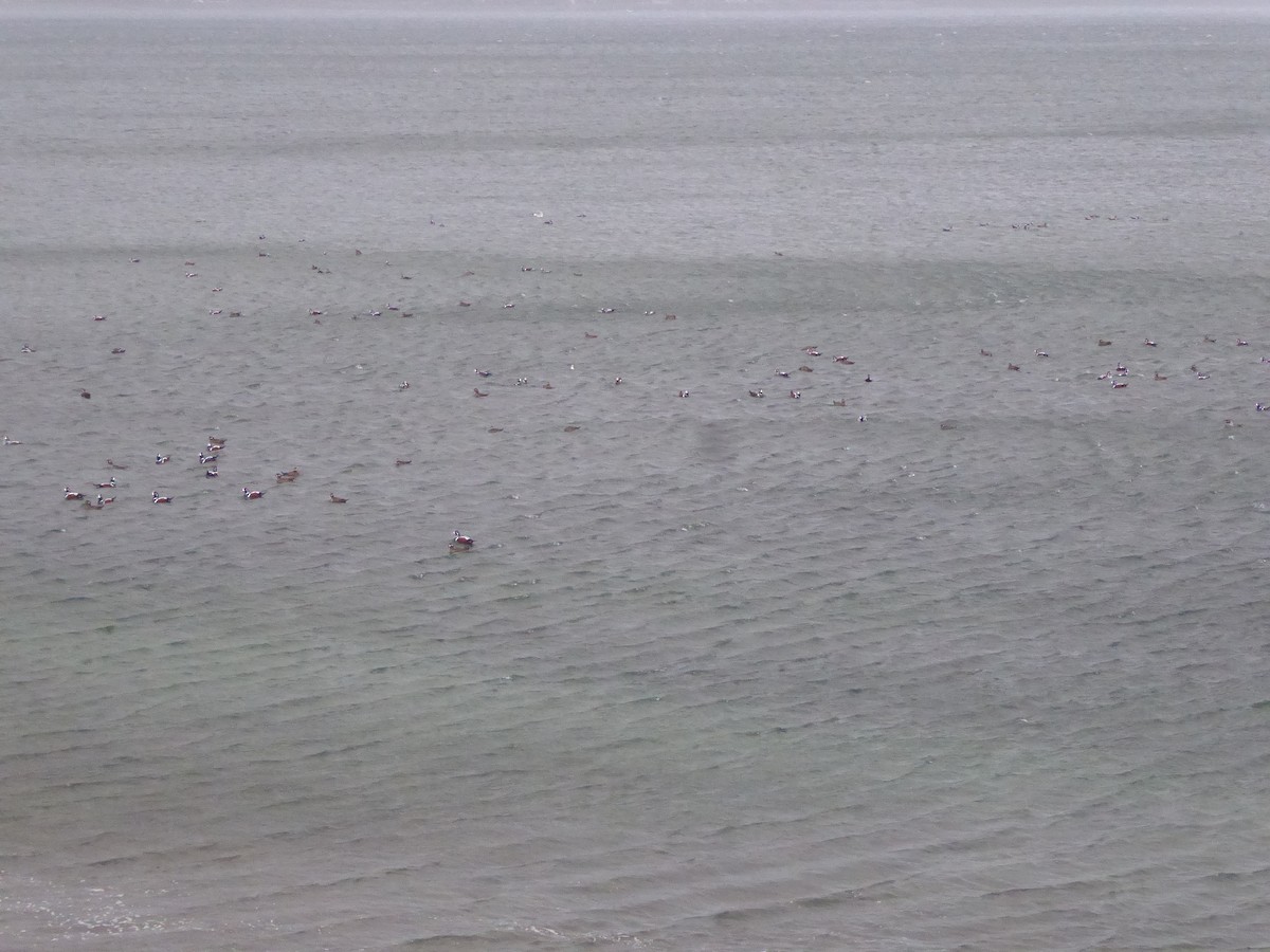 Ahate arlekina - ML646224980