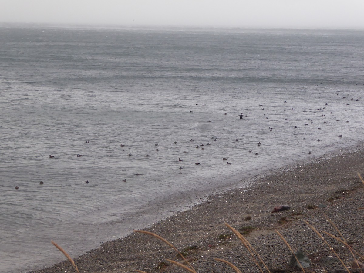 Ahate arlekina - ML646224981