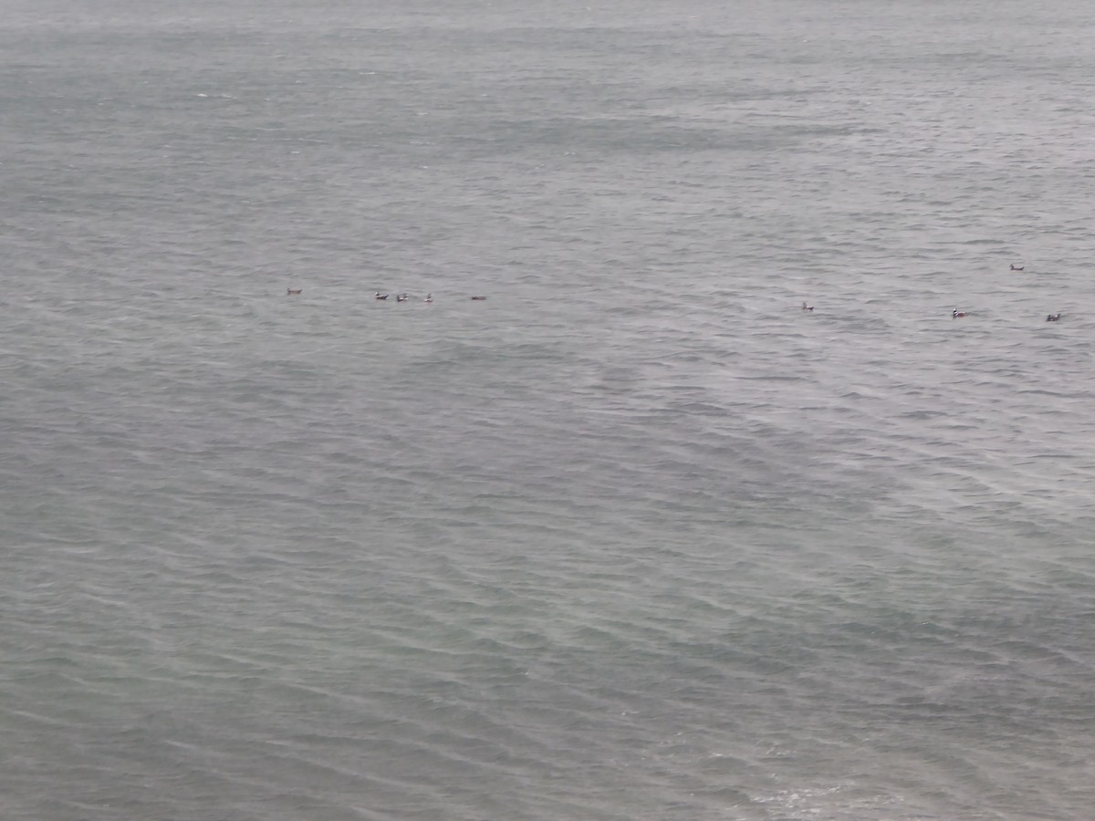 Ahate arlekina - ML646224982